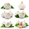 Red Garlic Pure White Garlic Chinese High Quality Supplier